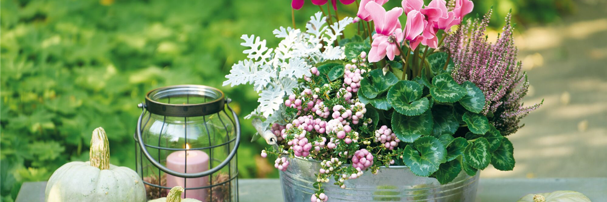 Herbst-Impressionen Herbst-Impressionen