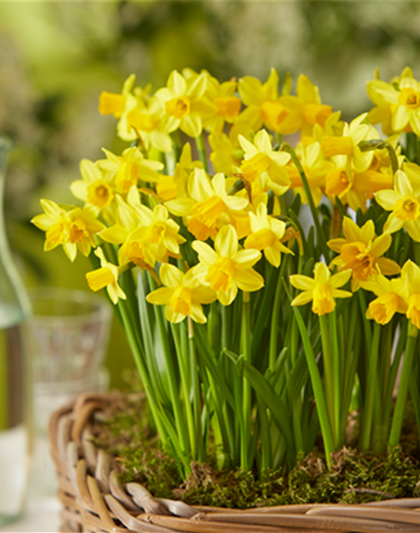 PFLANZE DES MONATS FEBRUAR: NARZISSE