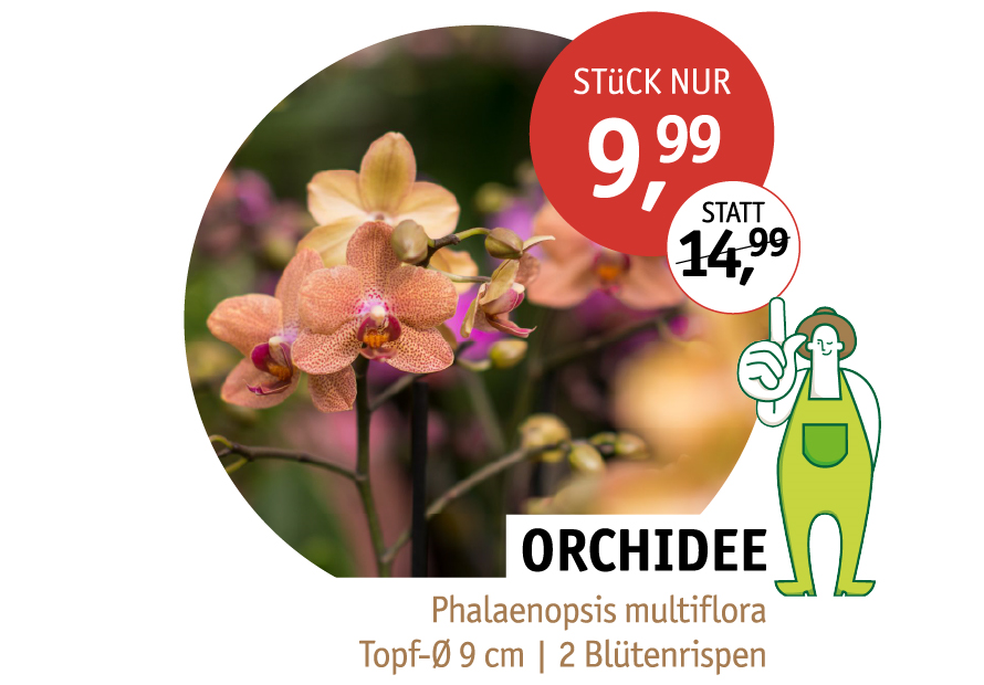 Orchidee Phalaenopsis multiflora