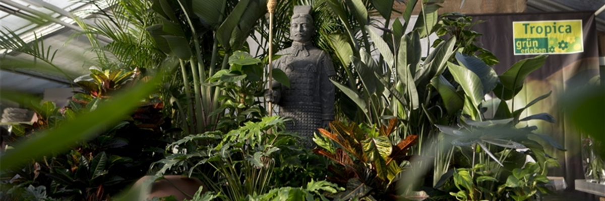 Pflanzenversteigerung 