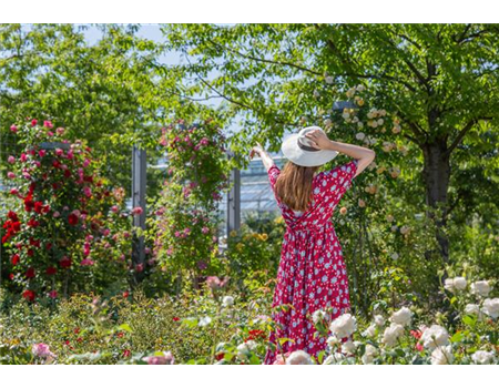 DER ROSENGARTEN - SCHLICHTE ELEGANZ UND TOLLE DüFTE