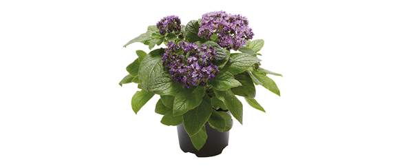 SOMMERLICHE BLÜTENPRACHT!