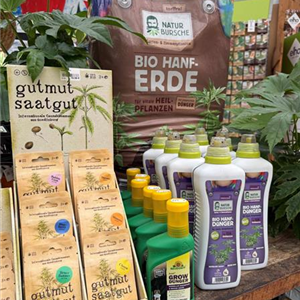 Hanfsamen: Cannabis im Eigenanbau