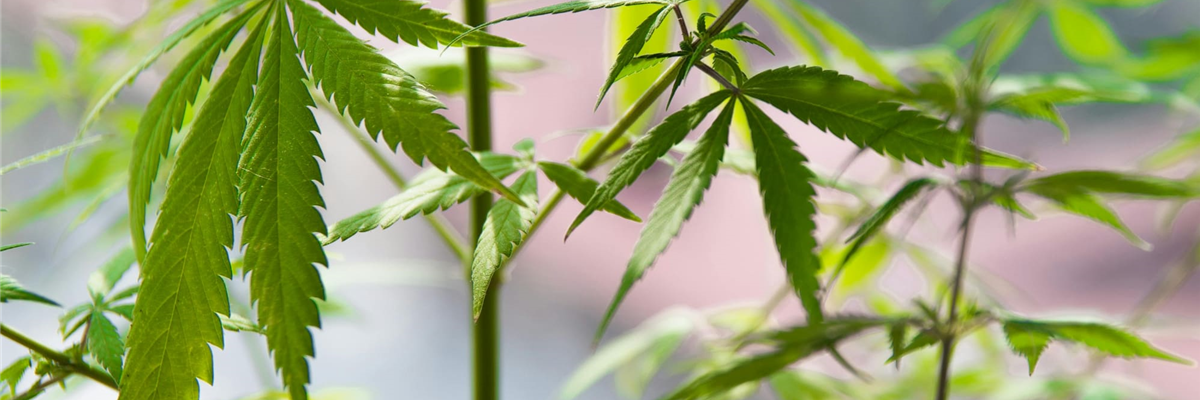 Hanfpflanze in der Sonne