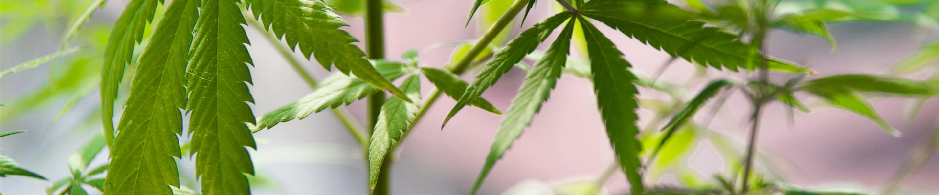 Hanfpflanze in der Sonne