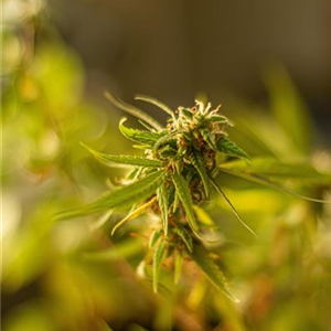 Hanfsamen: Cannabis im Eigenanbau