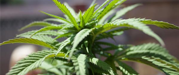 Hanfsamen: Cannabis im Eigenanbau