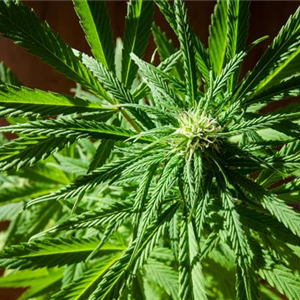 Hanfsamen: Cannabis im Eigenanbau