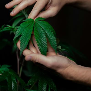 Hanfsamen: Cannabis im Eigenanbau