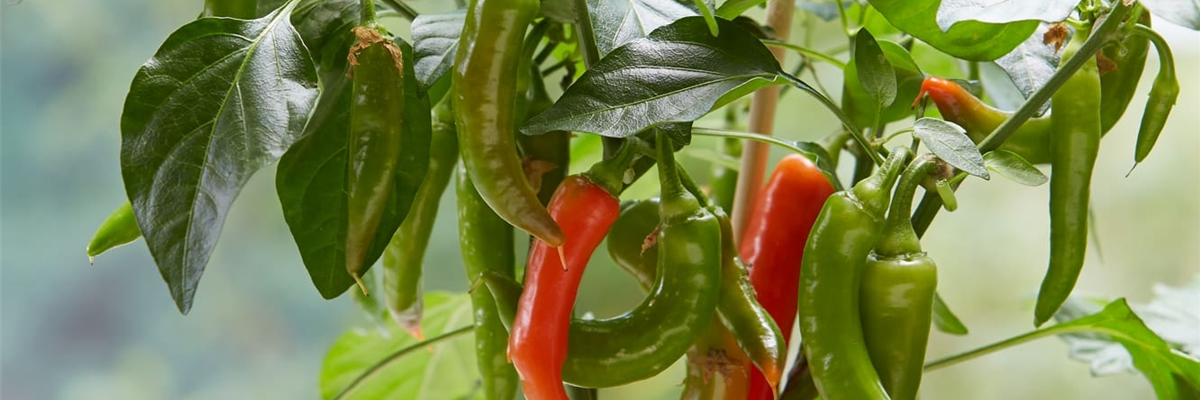 Chili-Pflanzen