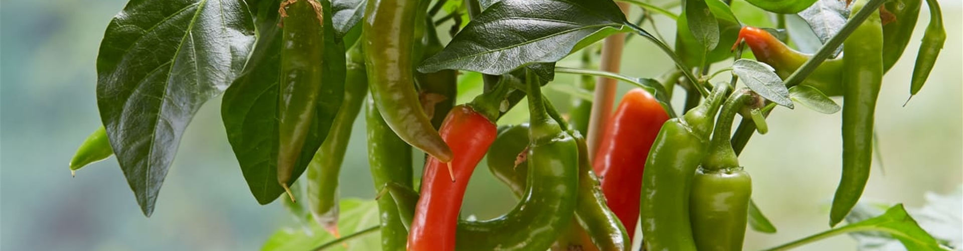 Chili-Pflanzen
