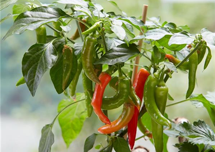 NEU: Chilipflanzen