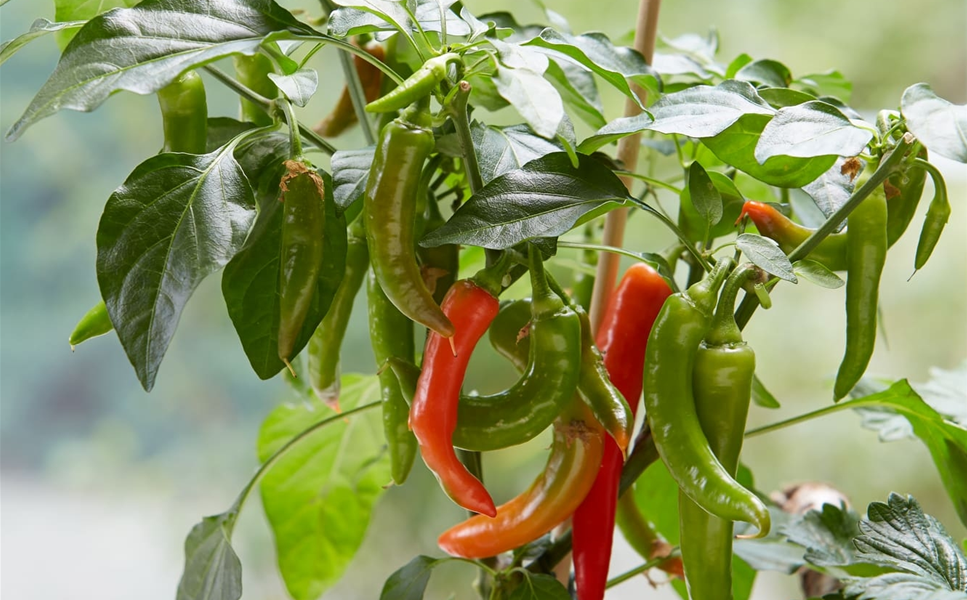 AUCH FÜR DEN KÜBEL - Chili-Pflanzen