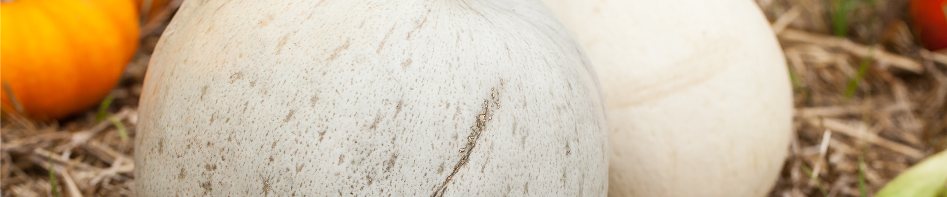 Cucurbita maxima