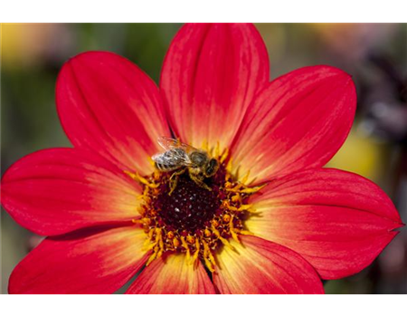 DAHLIEN - BLüHWUNDER IM HOCHSOMMER