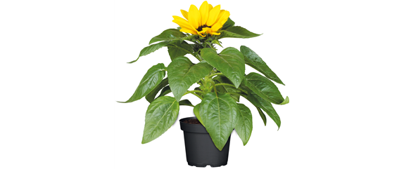 SO SCHöN BLüHT ES IM BEET! 