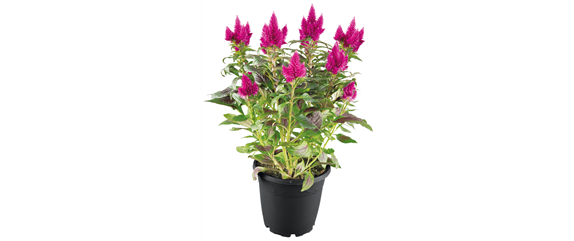 SO SCHöN BLüHT ES IM BEET! 