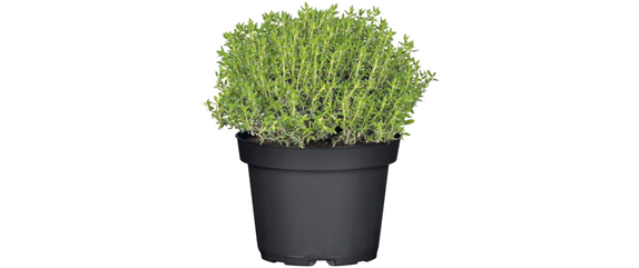 URLAUBSGEFÜHLE ZUHAUSE! 