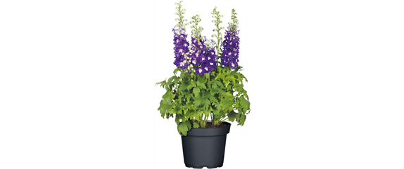 SOMMER IM STAUDENGARTEN!