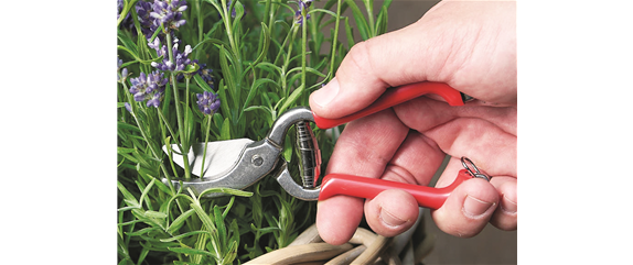 SOMMER IM STAUDENGARTEN!