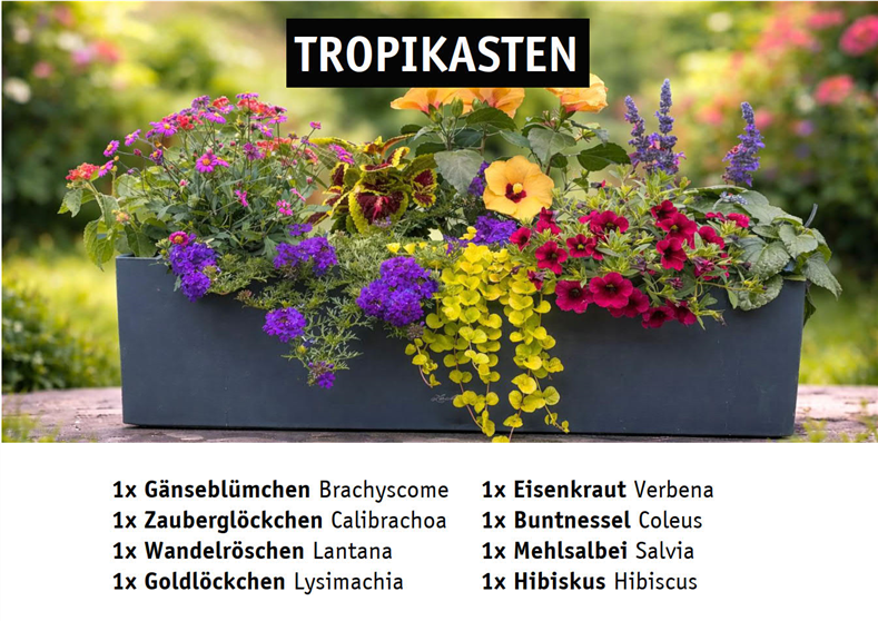 Bunter Blumenkasten mit gelben, roten, violetten und orangefarbenen Blüten in einem Garten.