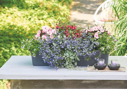 Balkonkasten Pflanzvorschläge