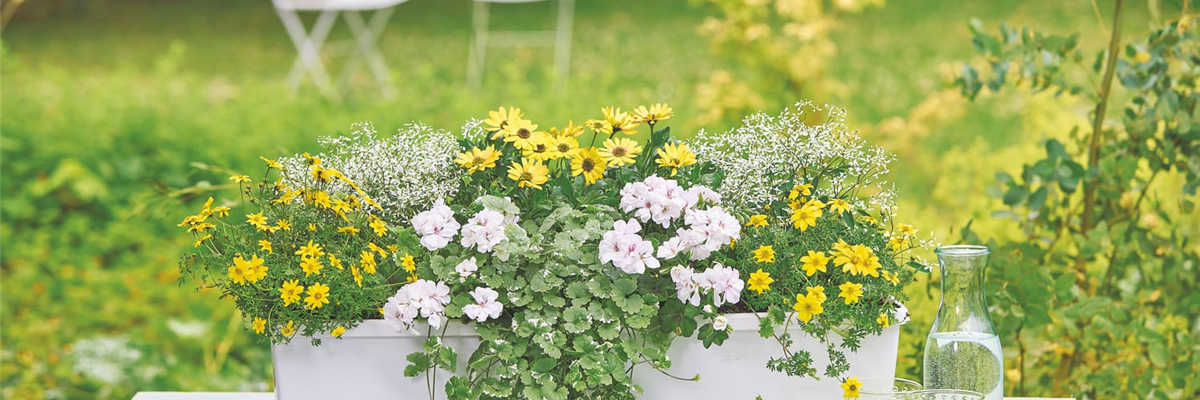 Blumenkasten mit gelben und weißen Blumen auf einem weißen Holztisch im Garten, im Hintergrund zwei weiße Stühle.