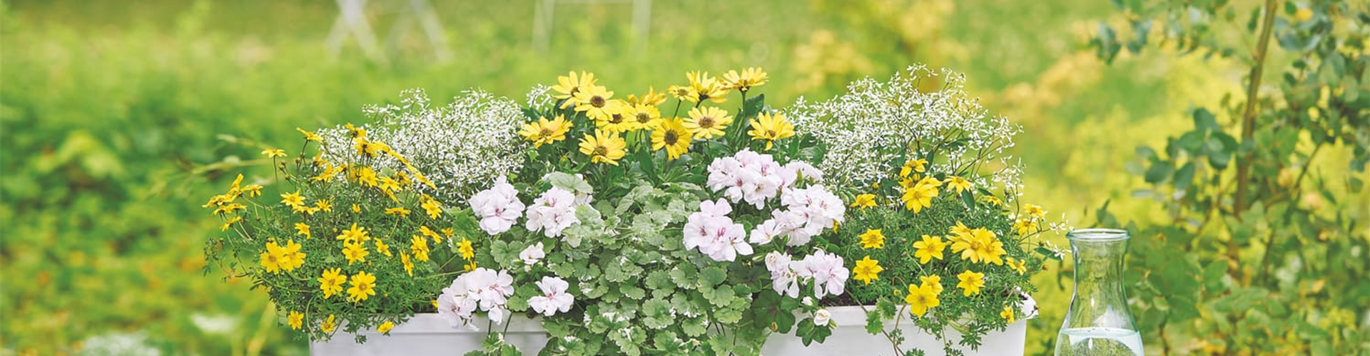 Blumenkasten mit gelben und weißen Blumen auf einem weißen Holztisch im Garten, im Hintergrund zwei weiße Stühle.
