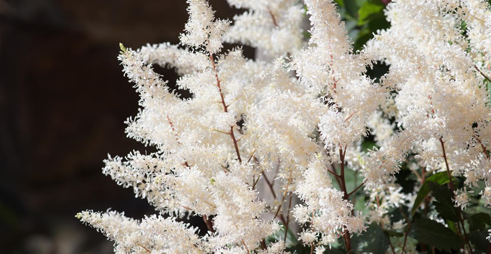 Astilbe