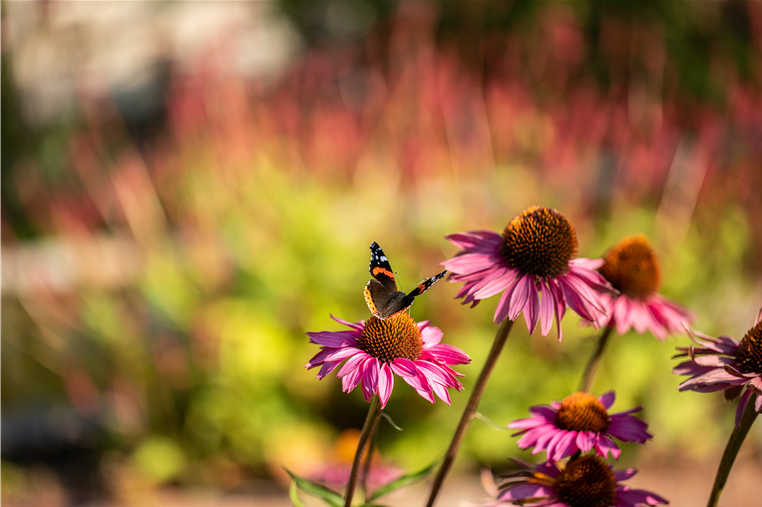 Schmetterling auf Sonnenhut