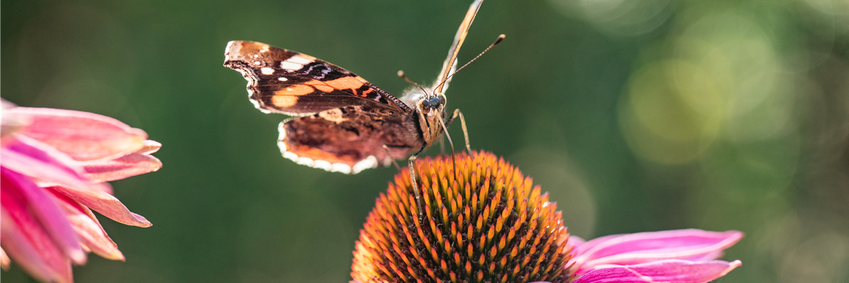 Schmetterling auf Sonnenhut