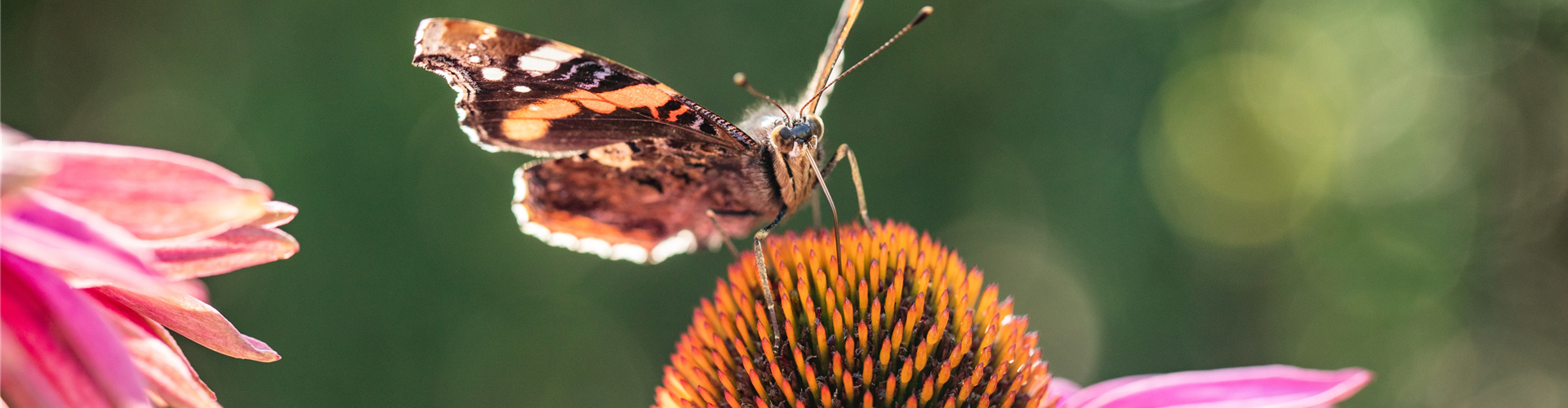 Schmetterling auf Sonnenhut