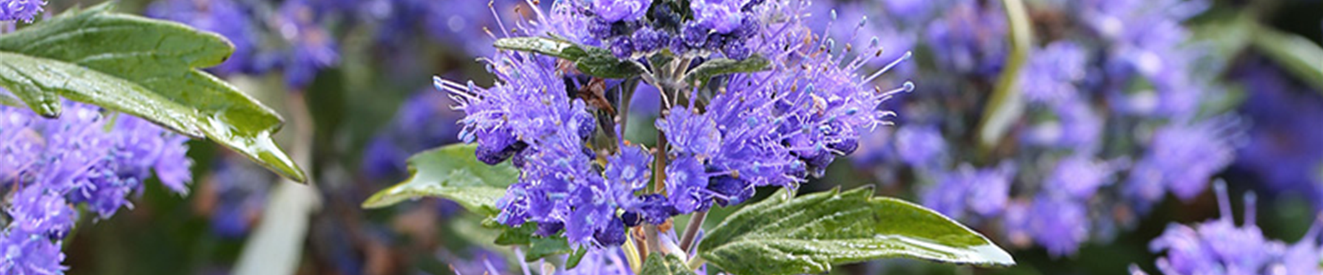 DIE BARTBLUME