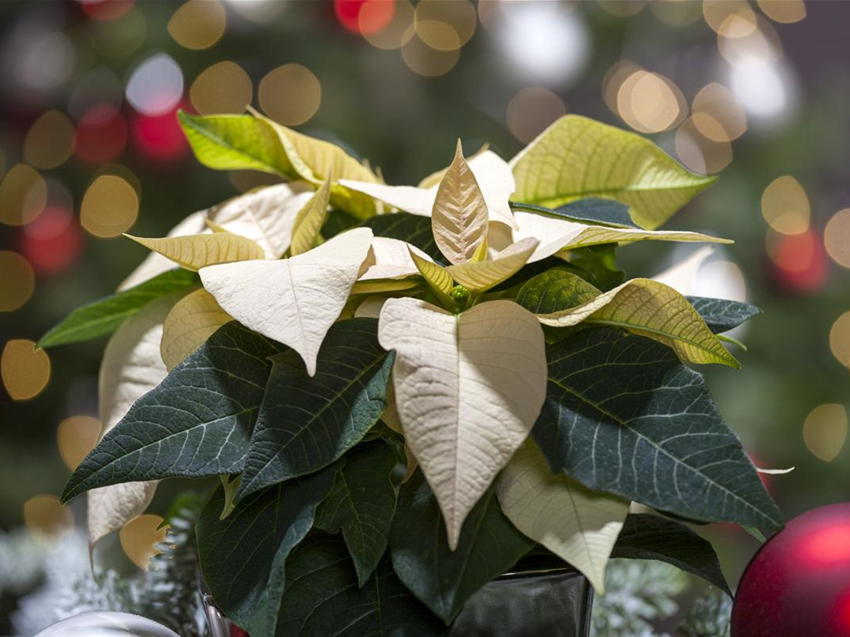 Weihnachtsstern pflegen