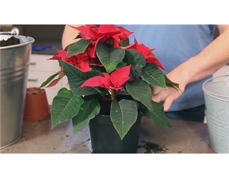 Weihnachtsstern - Einpflanzen in ein Gefäß