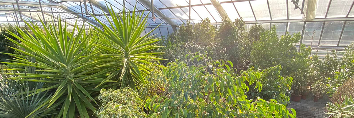 Überwinterung wertvoller Kübelpflanzen im Tropica