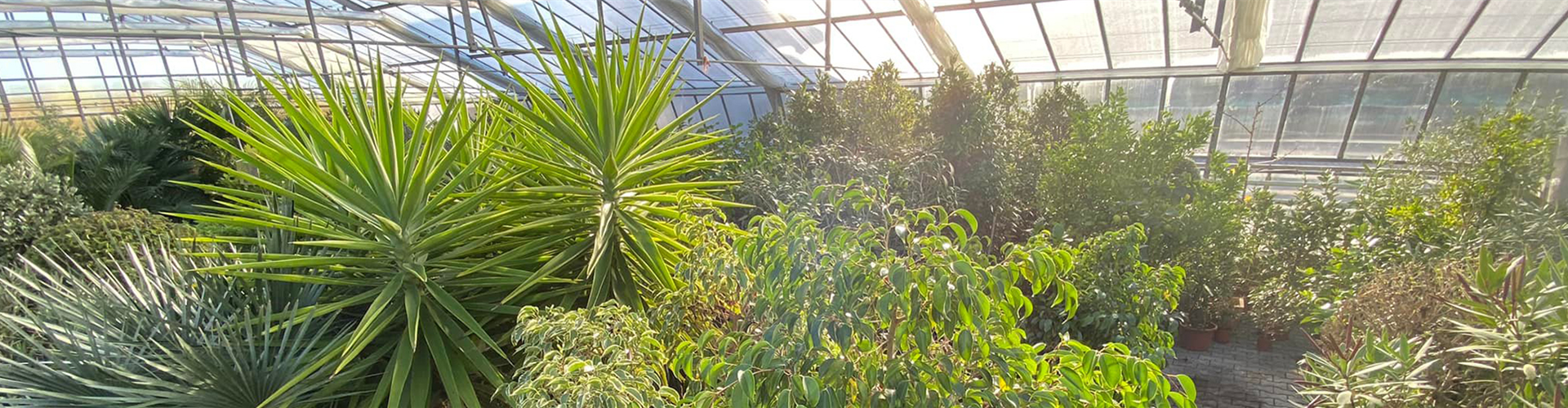 Überwinterung wertvoller Kübelpflanzen im Tropica