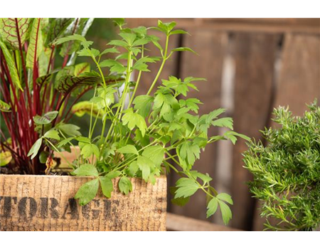 KRäUTER AUF DEM BALKON!