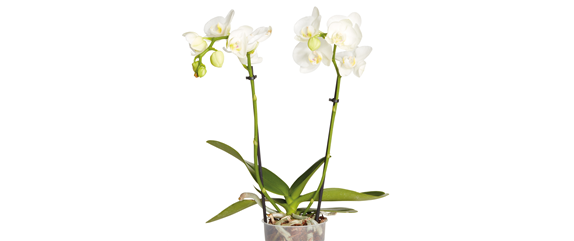 ROT, FESTLICH, WEIHNACHTSSCHÖN!