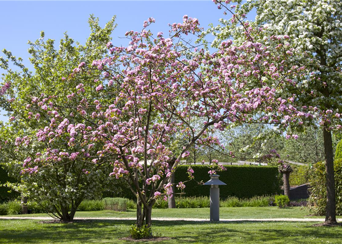 OBSTGEHöLZE RICHTIG SCHNEIDEN OBSTGEHöLZE RICHTIG SCHNEIDEN