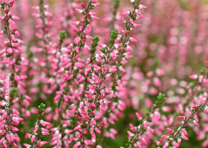 HEIDENSPASS! HEIDENSPASS!