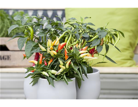 EIN NASCHGARTEN AUF DEM BALKON