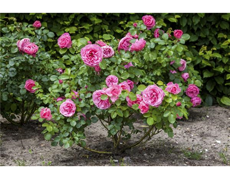 DER OKTOBER - PFLANZZEIT FÜR ROSEN