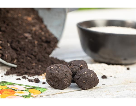 SAMENBOMBEN - BLüHENDE üBERRASCHUNG IM GARTEN