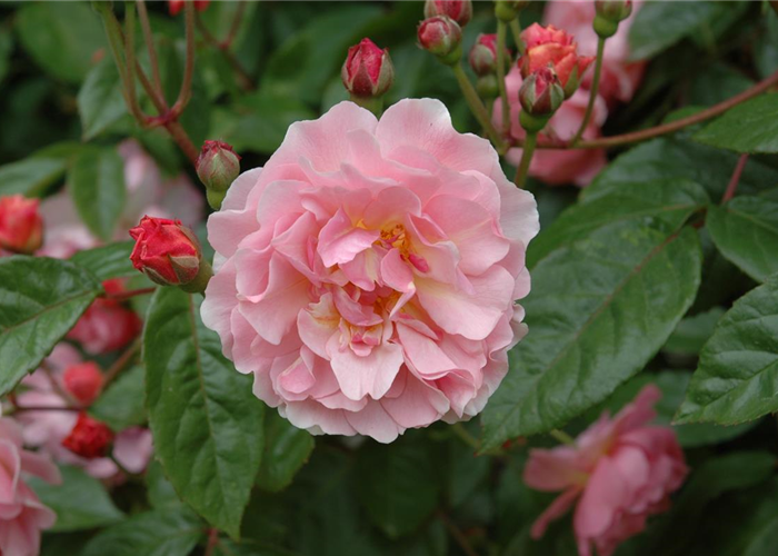 ROSEN FüR DIE RABATTE ROSEN FüR DIE RABATTE