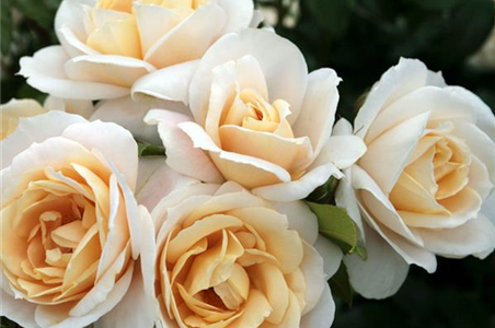 ROSEN FüR DEN KüBEL ROSEN FüR DEN KüBEL