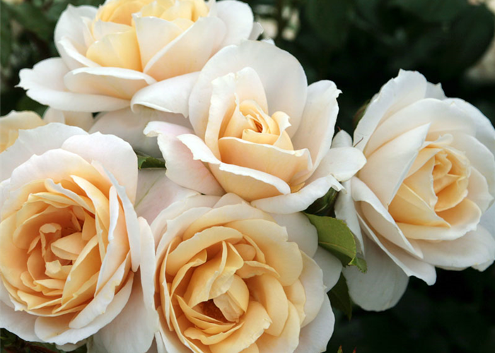 ROSEN FüR DEN KüBEL ROSEN FüR DEN KüBEL