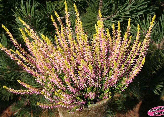 WIE GEHT... HEIDEGARTEN? WIE GEHT... HEIDEGARTEN?