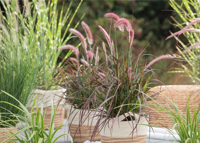 GRAZILE GRäSER! GRAZILE GRäSER!