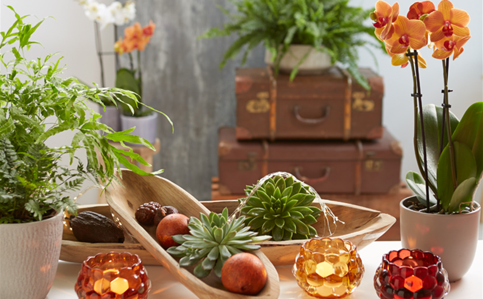 Aktuelles - Die besten Dekotipps!